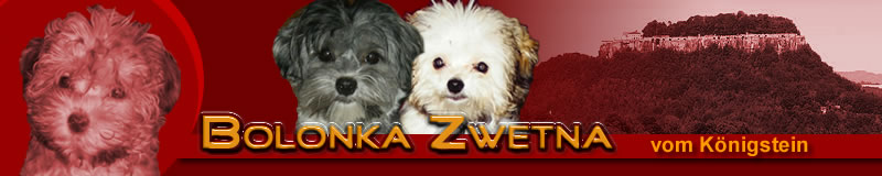 Bolonka Zwetna